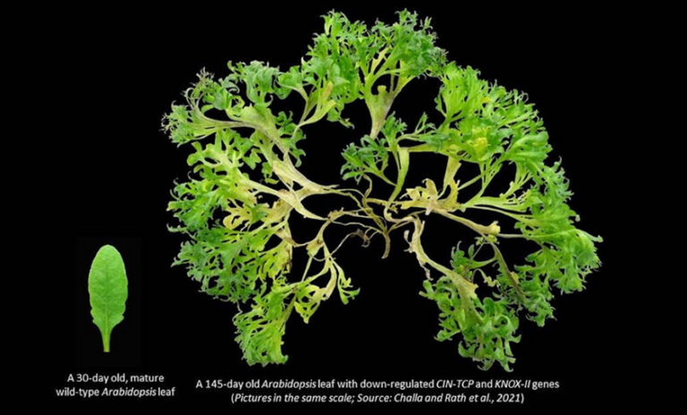 A new study may help make spinach leaf look like lettuce