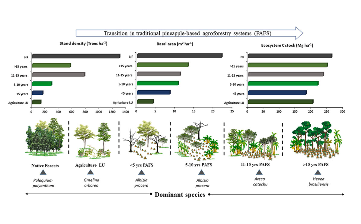 Pineapple agroforestry could help tackle climate change and biodiversity loss