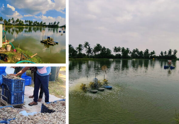 Restoring Water Bodies Sustainably with Prasinos Nanobubble Technology